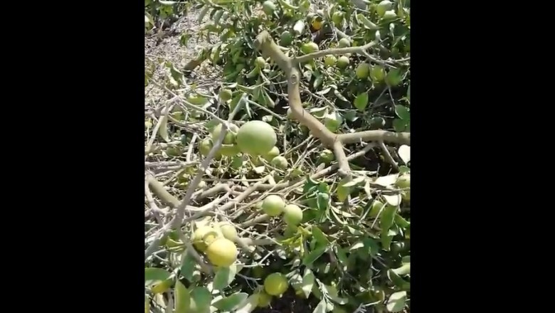 Zağarlı Köyü'nde Limon Üreticileri, Düşük Fiyatlarla Karşı Karşıya Kalarak Ağaçlarını Kesmek Zorunda Kaldı