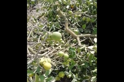 Zağarlı Köyü'nde Limon Üreticileri, Düşük Fiyatlarla Karşı Karşıya Kalarak Ağaçlarını Kesmek Zorunda Kaldı